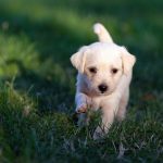 dog, animal, puppy-5357794.jpg