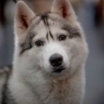dog, canine, pet-4253238.jpg