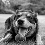 Dog Poop Pickup in Southfield, Michigan