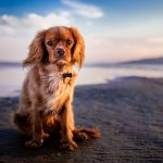 dog, pet, beach-1854119.jpg