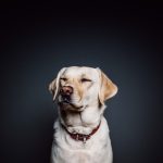 dog, pet, canine-820014.jpg