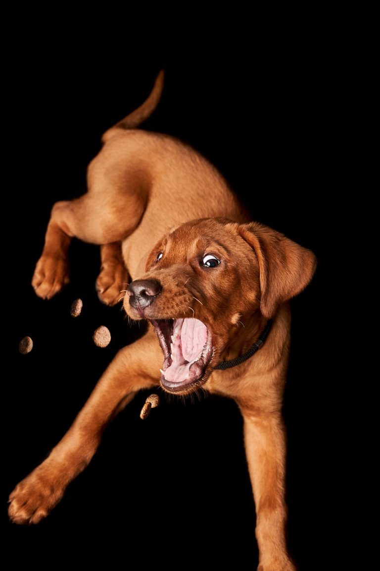 Dog Poop Pickup in Washington Michigan