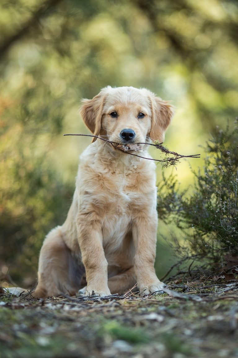 Dog Poop Pickup in Washington Michigan