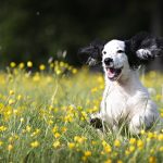 Dog Poop Pickup in Rochester Michigan